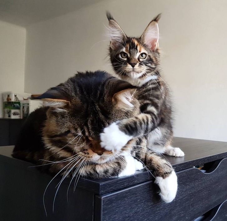 "Boss Cats: Behold the Majesty of 21 Maine Coons That Rule the Feline Kingdom" - yeudon