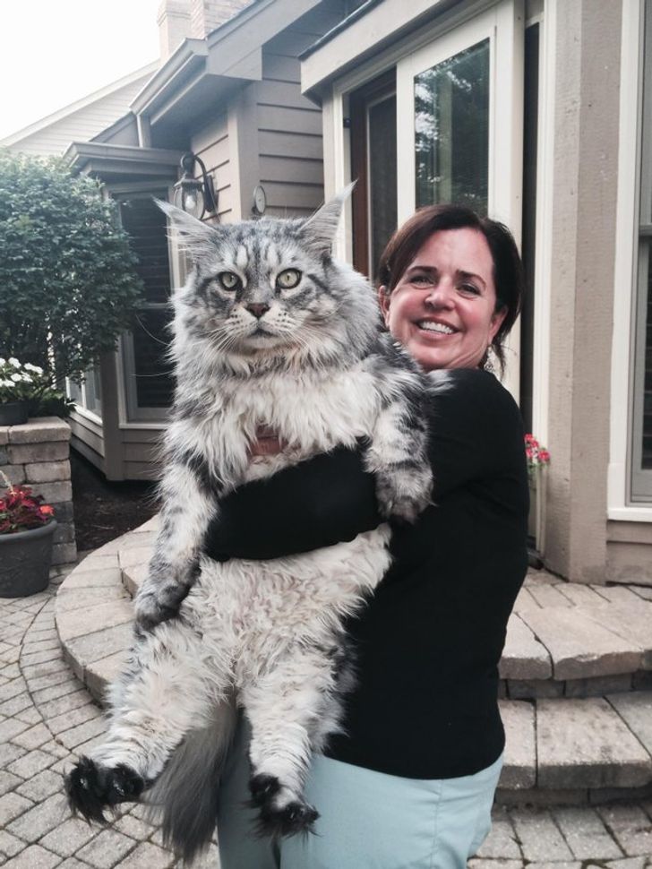 "Boss Cats: Behold the Majesty of 21 Maine Coons That Rule the Feline Kingdom" - yeudon