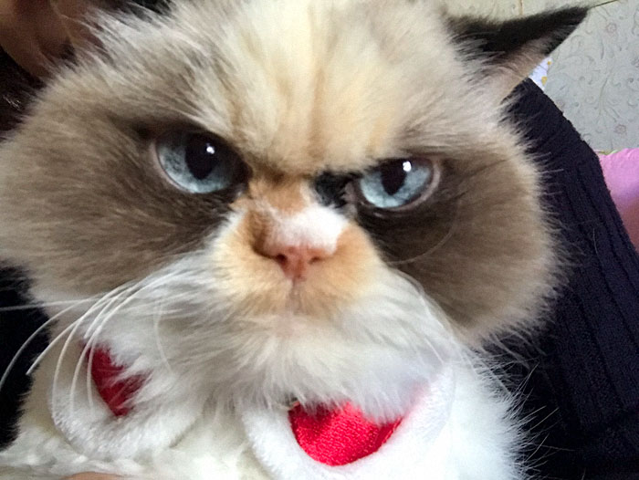 Meet The New Grumpy Cat That Looks Even Angrier Than Her Late Predecessor