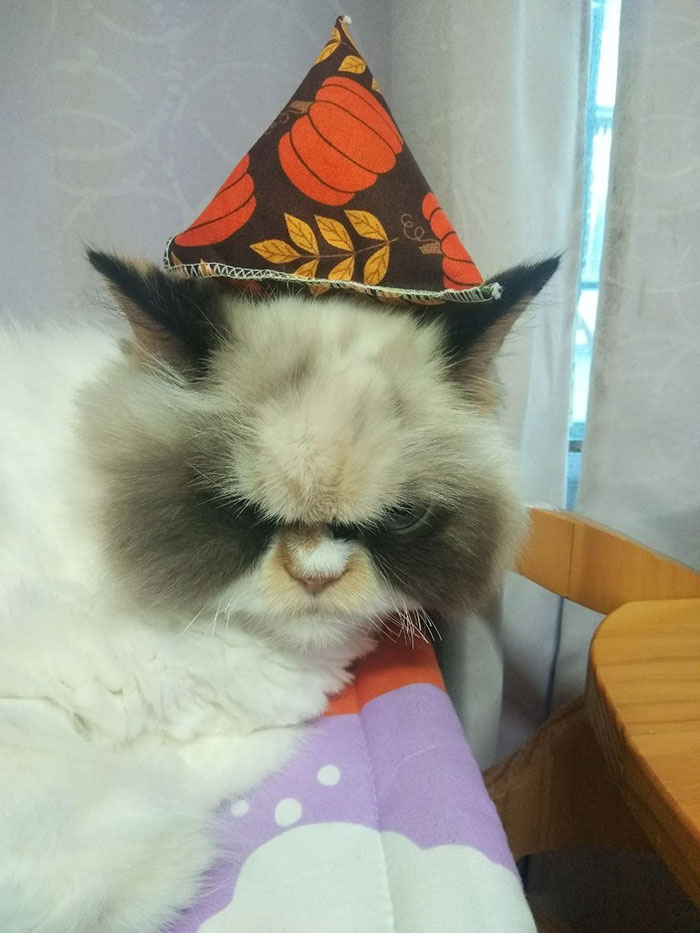 Meet The New Grumpy Cat That Looks Even Angrier Than Her Late Predecessor