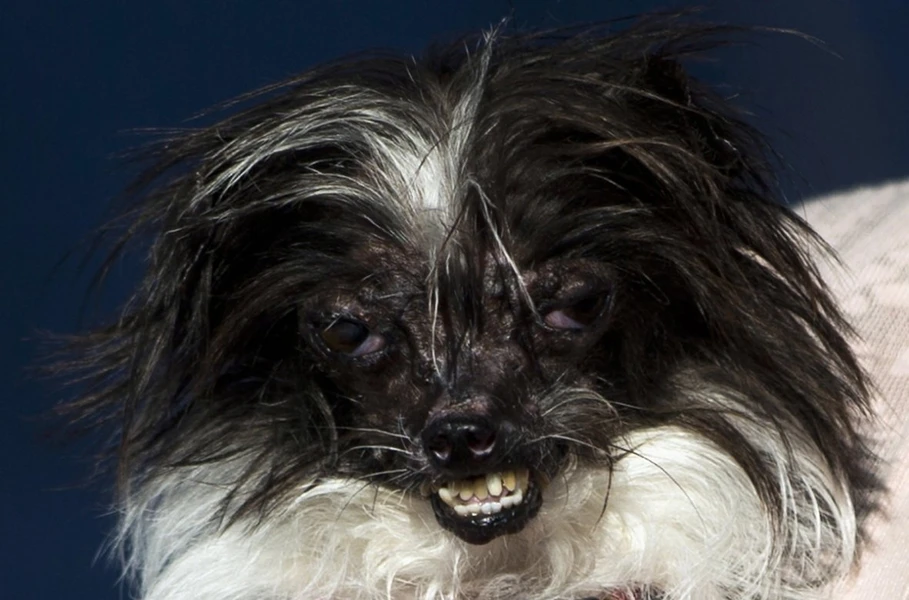 Chú chó lông dài Peanut đã chiến thắng danh hiệu 'chú chó xấu nhất thế giới' tại cuộc thi ở hội chợSonoma-Marin. (Nguồn: IBTimes)