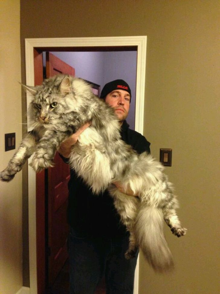 "Boss Cats: Behold the Majesty of 21 Maine Coons That Rule the Feline Kingdom" - yeudon