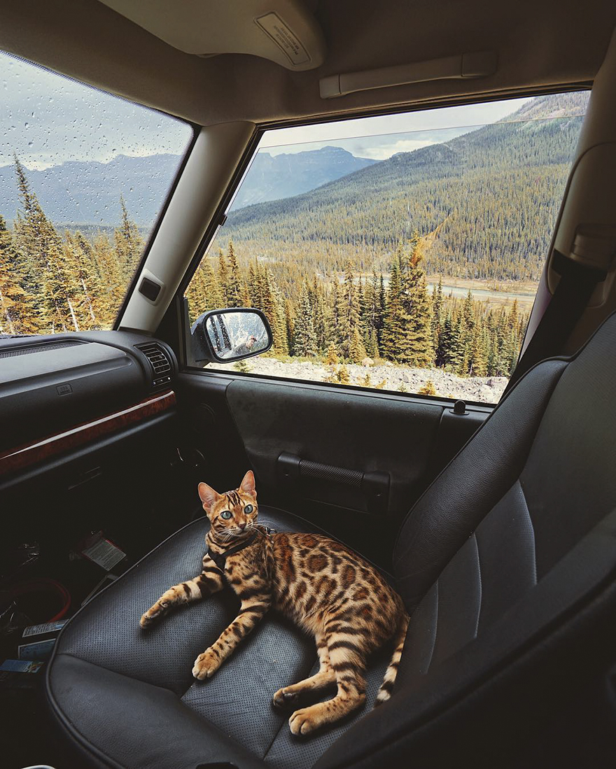 Adventures-suki-the-cat-canada