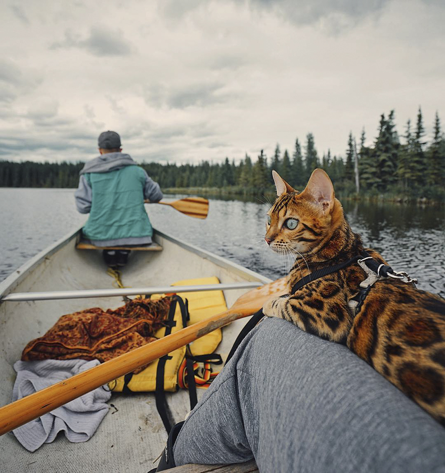 Adventures-suki-the-cat-canada