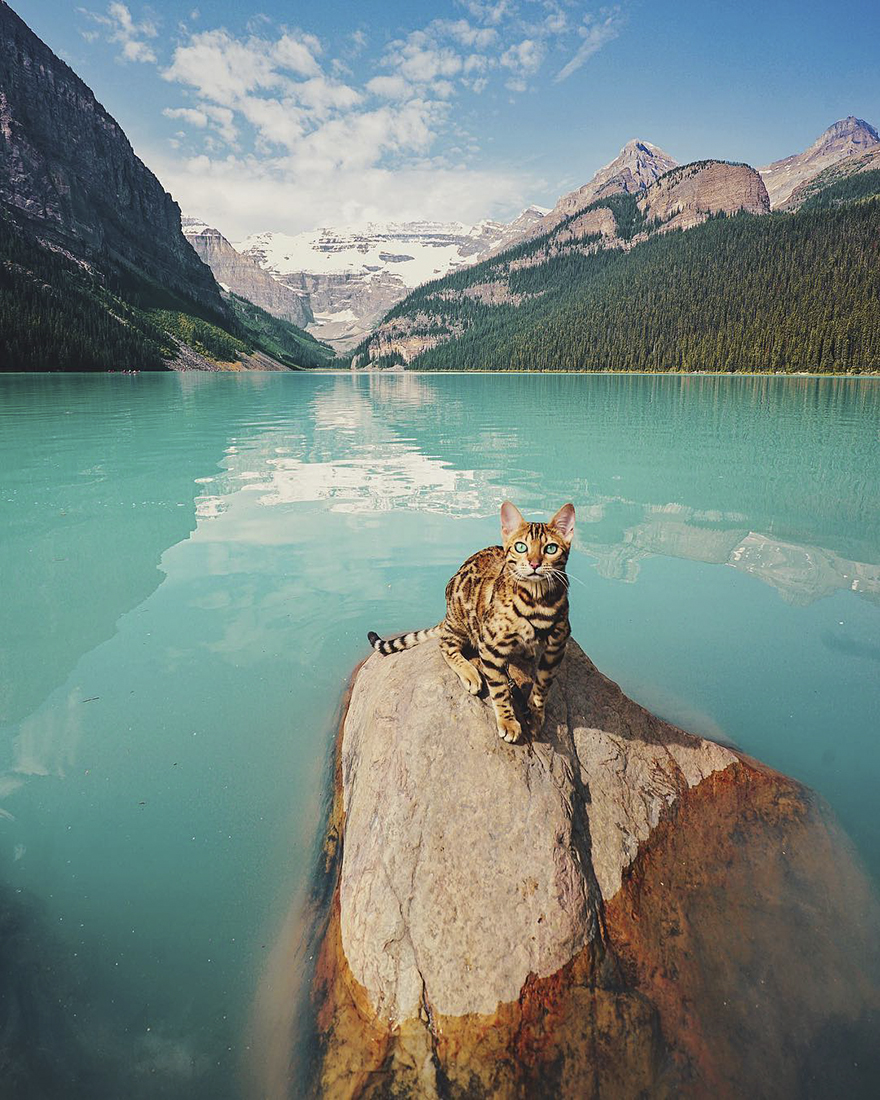 Adventures-suki-the-cat-canada