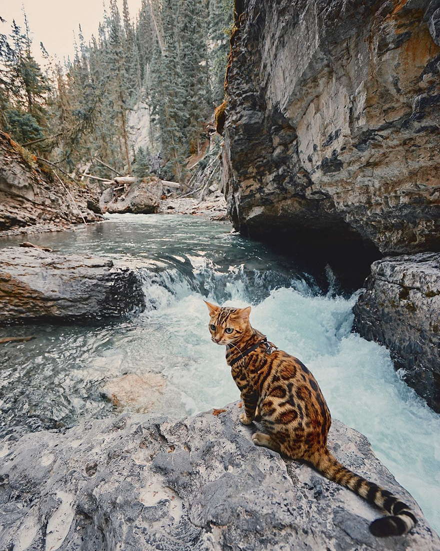 Adventures-suki-the-cat-canada