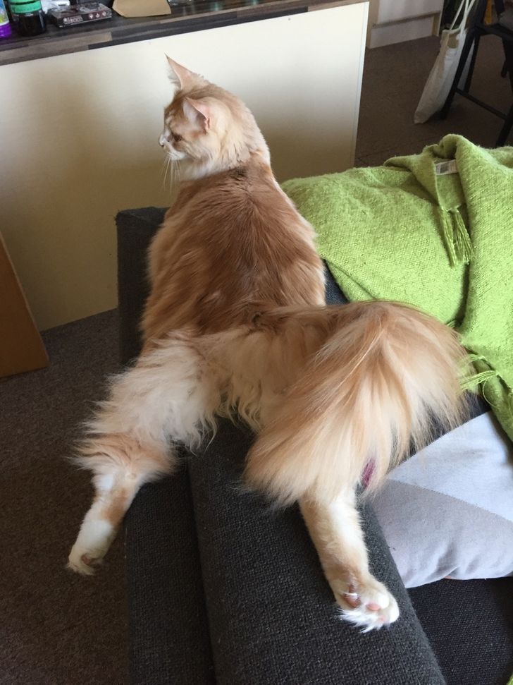 "Boss Cats: Behold the Majesty of 21 Maine Coons That Rule the Feline Kingdom" - yeudon