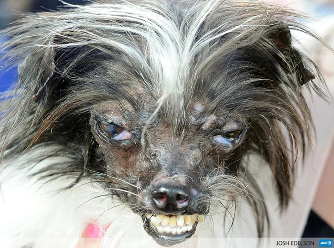 Chú chó xấu nhất thế giới đoạt giải thưởng trị giá 1.500 USD ảnh 1