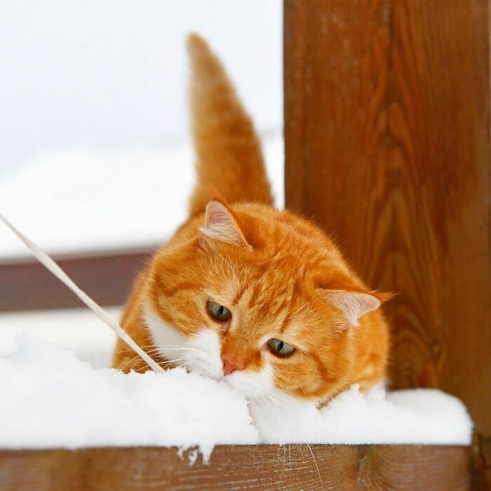 This Happy Chonk From Russia Loves Snow, And His Photos Are Adorable (27 Pics)