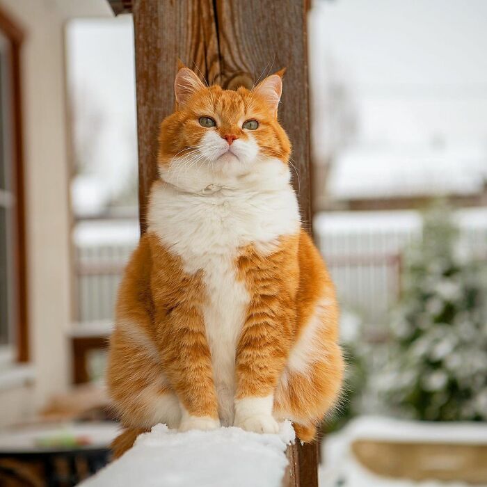 This Happy Chonk From Russia Loves Snow, And His Photos Are Adorable (27 Pics)