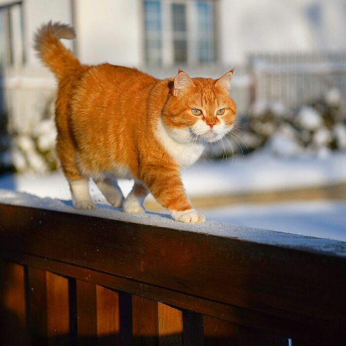 This Happy Chonk From Russia Loves Snow, And His Photos Are Adorable (27 Pics)