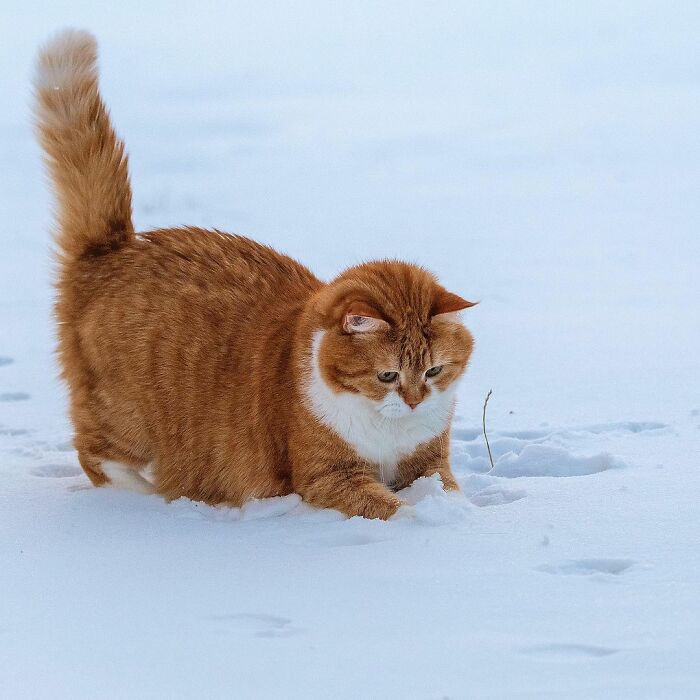 This Happy Chonk From Russia Loves Snow, And His Photos Are Adorable (27 Pics)