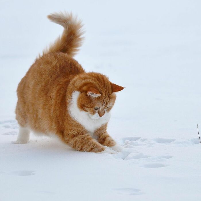 This Happy Chonk From Russia Loves Snow, And His Photos Are Adorable (27 Pics)