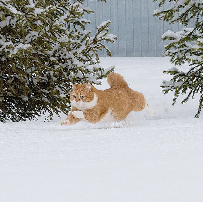 This Happy Chonk From Russia Loves Snow, And His Photos Are Adorable (27 Pics)