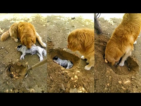 El golden retriever no quiere enterrar a su amigo Los sentimientos sinceros del perro Perro inteligente