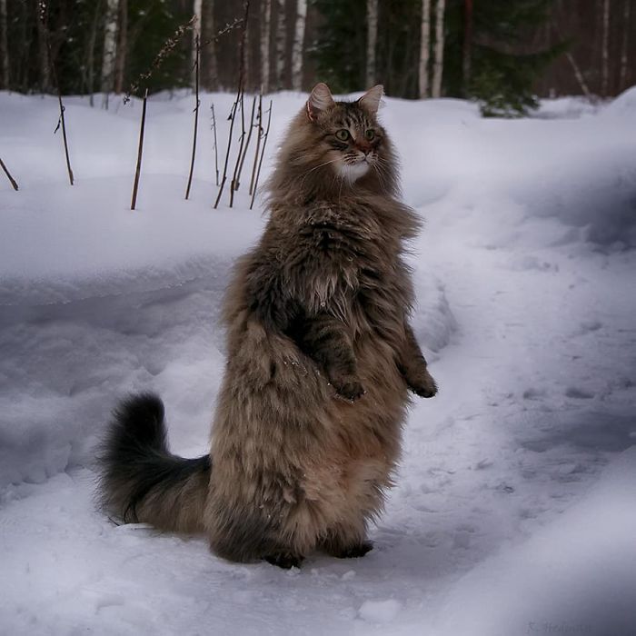 Norwegian-Forest-Cats-Sampy-Hiskias