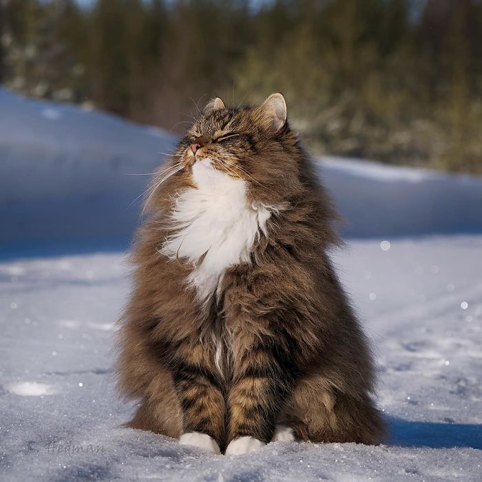 Norwegian-Forest-Cats-Sampy-Hiskias