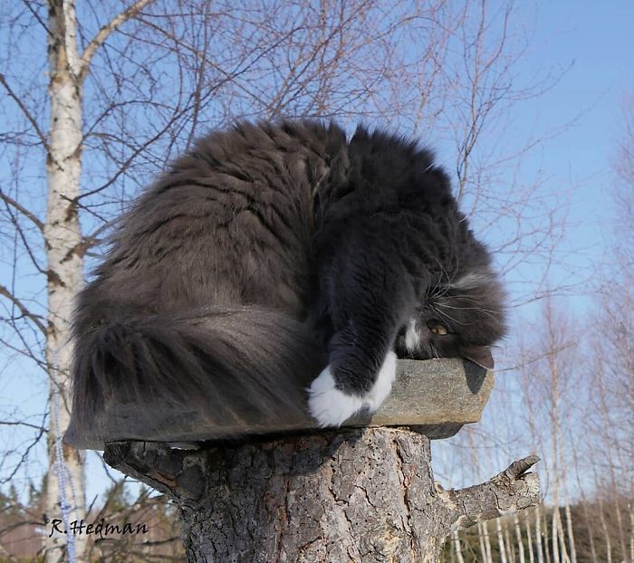 Norwegian-Forest-Cats-Sampy-Hiskias