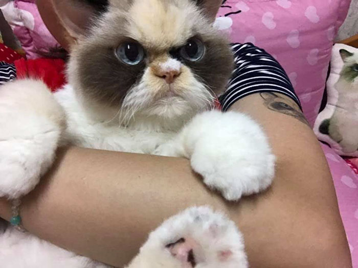 Meet The New Grumpy Cat That Looks Even Angrier Than Her Late Predecessor