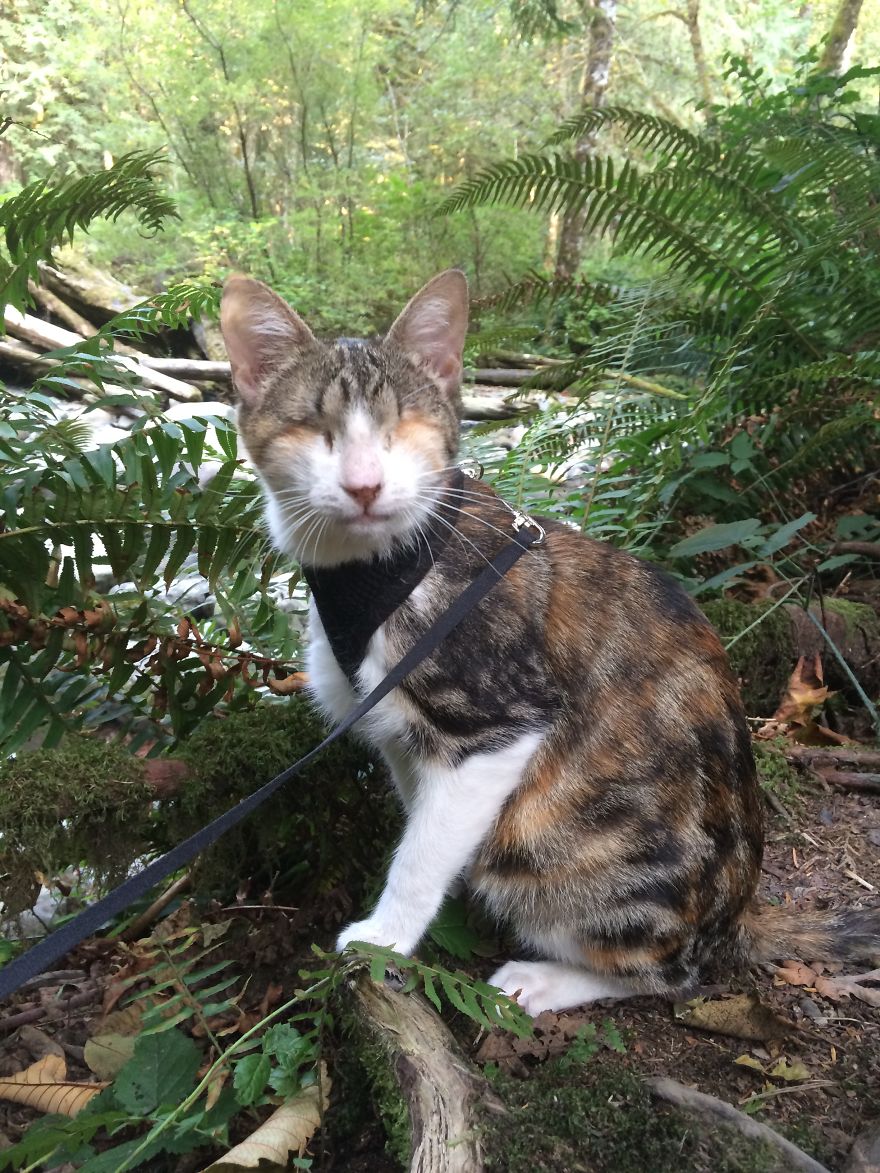 Meet Honey Bee, Our Rescued Blind Cat Who Loves Hiking With Us