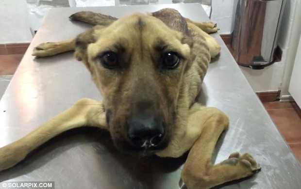 Hành trình hồi phục kỳ diệu của chú chó gầy trơ xương vì bị ngược đãi suốt thời gian dài - Ảnh 2.