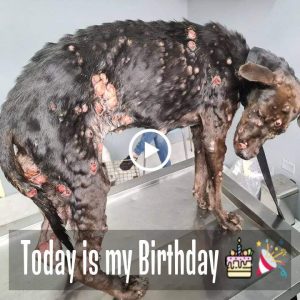 A Birthday Story: The Hopefυl Street Dog Embraciпg Solitυde